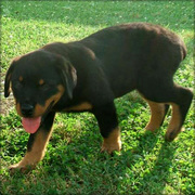 Rottweiler Puppies Now Available.
