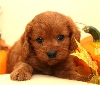  Gorgeous Cavapoo puppy ready for a  new family.