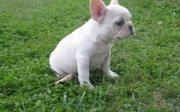 Socialle french bulldog puppies for best family