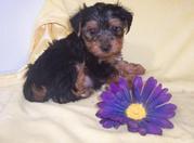 Wonderful Yorkshire puppies for sale 