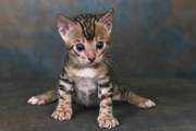 Four Lovely Bengal Kittens Available